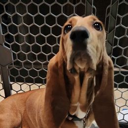 Basset Hounds from Boss Farms