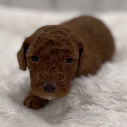 Buddy - Red  male Goldendoodle puppy in Kansas City, Kansas from Bella & Ivy’s Mini Goldendoodles of KC