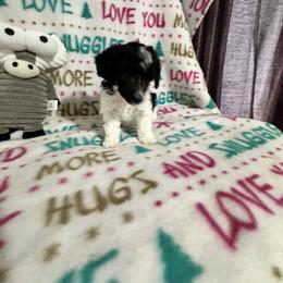 Ace - Parti male Poodle puppy in Pounding  Mill, Virginia from Rosa's Chihuahuas
