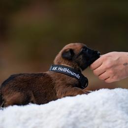 Belgian Malinois Puppies from Ak Hell Hounds