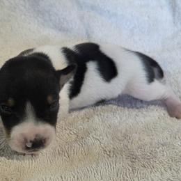 Boy 9 - Black white and tan male Rat Terrier puppy in Traverse, Michigan from Far North Rat Terriers