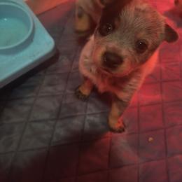Segayle - Blue female Australian Cattle Dog puppy in Morton, Illinois from KT Ranch ACDs