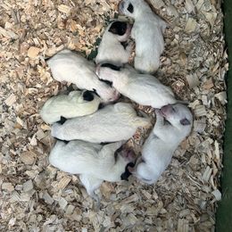 Boy 5 - Blue speckled male Australian Cattle Dog puppy in Mooresboro, North Carolina from Grog Creek Kennel