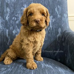 Australian Labradoodle Puppies from Pinnacle Labradoodles