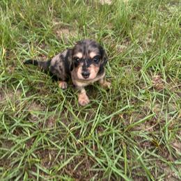 Black collar boy - Dapple male Dachshund puppy in Eustis, Florida from K8’s Dachshunds