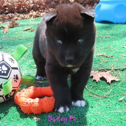 Bailey Female 2 - Black female Siberian Husky puppy in Hiawassee, Georgia from Chastains Huskies