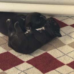 French Bulldog Puppies from Diamonds Frenchies