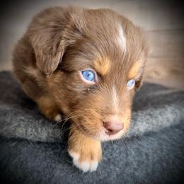 Diablo-Full tail and blue eyes likely - Red tri-color male Australian Shepherd puppy in Penrose, Colorado from Best Friend Aussies