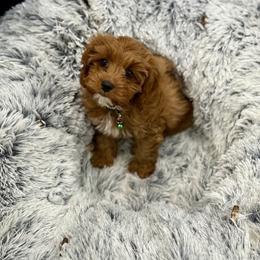 Bernedoodle and Cavapoo Puppies from Lawler’s Legacy Litters