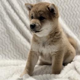 Candy - Red female Shiba Inu puppy in Trenton, Nebraska from Prairie Shibas