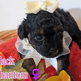 Lila - Black female Shihpoo puppy in Rockledge, Florida from Stormie's Doodles