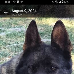 Ruby's Smoking Gun - German Shepherd