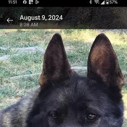 Ruby's Smoking Gun - German Shepherd