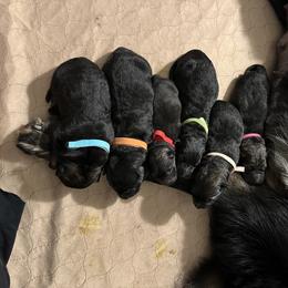 German Shepherd Puppies from FuryHaus German Shepherds