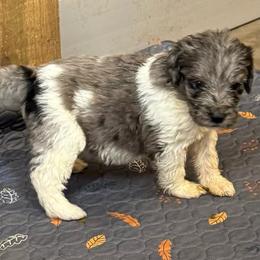 Daisy - female Newfypoo puppy in San Antonio, Texas from Mammoth Doodles