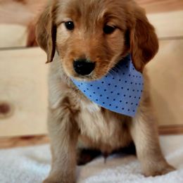 Golden Retriever Puppies from Country Girl Golden Retrievers