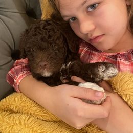Lagotto Romagnolo Puppies from Southern Lagotto