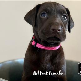 Dilute Retriever and Labrador Retriever Puppies from CKB Labradors