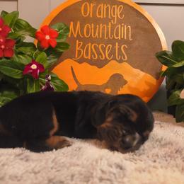 Female 1 - Black white and brown female Basset Hound puppy in Robbins, Tennessee from Orange Mountain Basset Hounds