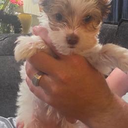Jesse - Parti female Yorkshire Terrier puppy in Hamilton, Ohio from Purebred Yorkies of Ohio