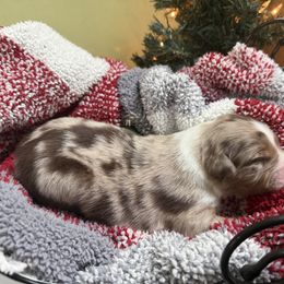 Blitzen - Red merle male Australian Shepherd puppy in Bethlehem, Connecticut from Montanna Sage LLC