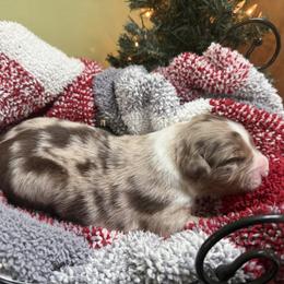 Blitzen - Red merle male Australian Shepherd puppy in Bethlehem, Connecticut from Montanna Sage LLC