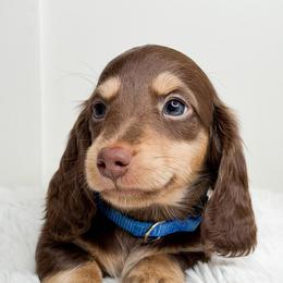 Mai Tai - Chocolate and cream male Dachshund puppy in Redding, California from Jean & Mae Doxies