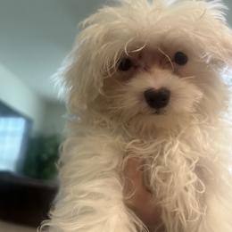 Maltese Puppies from Maltese  puppies DFW