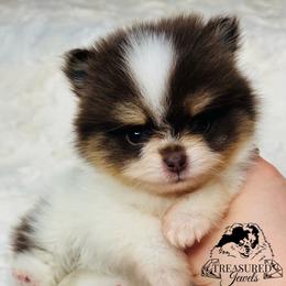 Pomeranian Puppies from Treasured Jewels Pomeranians