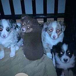 Toy Australian Shepherd Puppies from MN Pomme De Terre Aussies