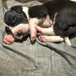 Tank - Mantle male Great Dane puppy in Albuquerque, New Mexico from Legacy Danes