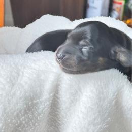 Baby 2 - Black male Dachshund puppy in Pittsboro, North Carolina from Hannau Doxies