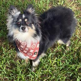 Dutton - Black tri male Toy Australian Shepherd puppy in Kenedy, Texas from C&W Signature Canine Co.