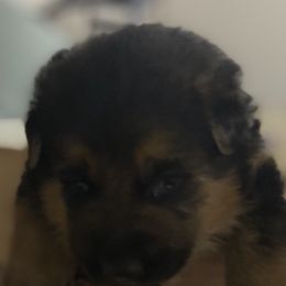 German Shepherds from James McDonnell