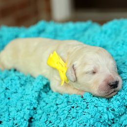 Australian Labradoodle, Bernedoodle, and Goldendoodle Puppies from Golden Fields Doodles