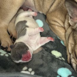 Dirty 2.0 - Blue fawn male French Bulldog puppy in Clifton Park, New York from Pardon My French Exquisite French Bulldogs