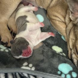 Dirty 2.0 - Blue fawn male French Bulldog puppy in Clifton Park, New York from Pardon My French Exquisite French Bulldogs
