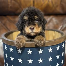 Cap'n Crunch - Brown male Bernedoodle puppy in Rose Hill, North Carolina from Red Door Canines
