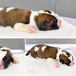 Male 2 - Red and white male Saint Bernard puppy in Albany, Georgia from Magnolia Saint Bernards