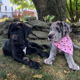Great Dane Puppies from Kirk’s Dane Farm
