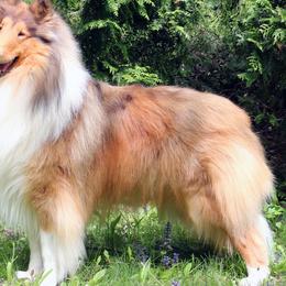 Harli - Collie