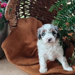 Reed - male Australian Mountain Doodle puppy in Tryon, North Carolina from Melrose Mountain Farm