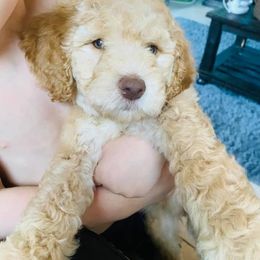 Poodle Puppies from Az Dandelion Doodles