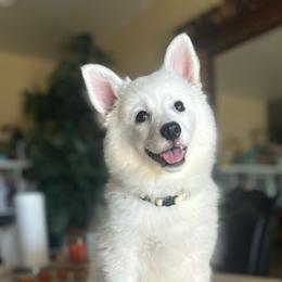 Clara - White female American Eskimo Dog puppy in Hesperia, California from Bella's American Eskimos