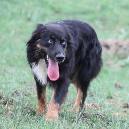 Louie - Australian Shepherd