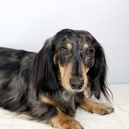 Autumn - Dachshund