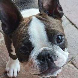 Boston Terrier All Grown Up from Debra Hartwig’s Boston Terriers
