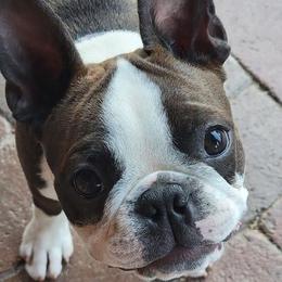 Boston Terrier All Grown Up from Debra Hartwig’s Boston Terriers