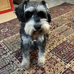 Jack - Miniature Schnauzer