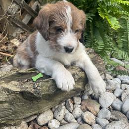 Delphia - Brown and white female Saint Berdoodle puppy in Traverse City, Michigan from Bare Paws Saint Berdoodles